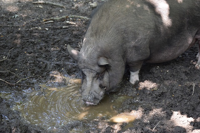 已展現出與 已展現出與