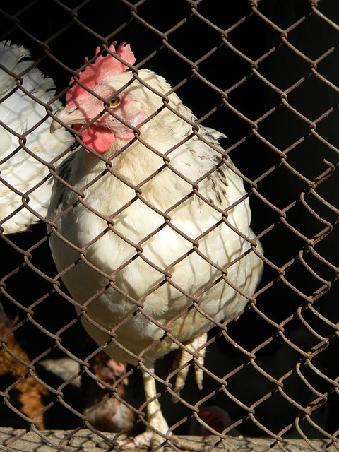 憑藉其出色 憑藉其出色